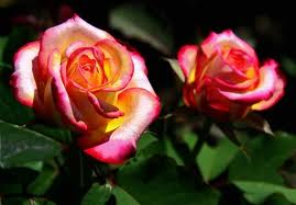 Flores híbridas reales.jpg