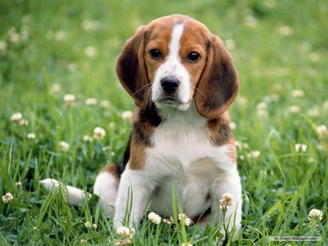 File:Beagle-Wallpaper-dogs-7013951-1024-768.jpg