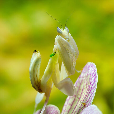 File:Real Orchid Mantis.jpg
