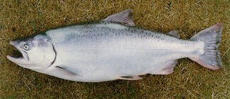 Salmon real.jpg