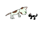 Lilly and Shadowpaw