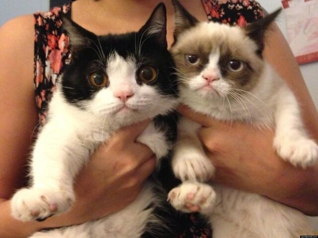 File:O-GRUMPY-CATS-BROTHER-POKEY-facebook.jpg