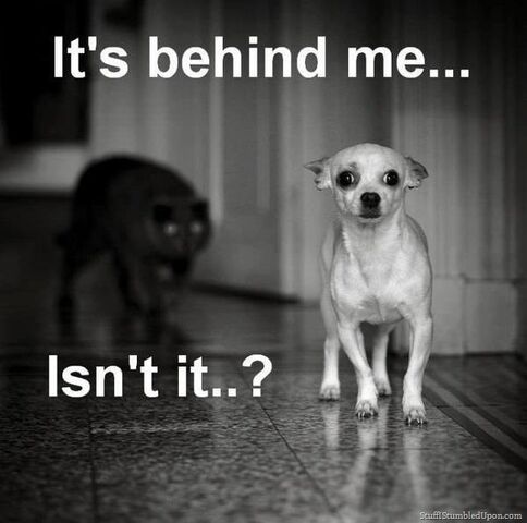 File:Cat-meme-scary-black-cat-dog-meme-funny-animals-funny-pictures thumb.jpg