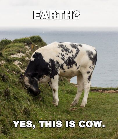 File:Funny-animal-memes-004-016.jpg