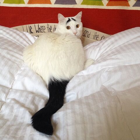 File:Sam-the-cat-with-eyebrow.jpg