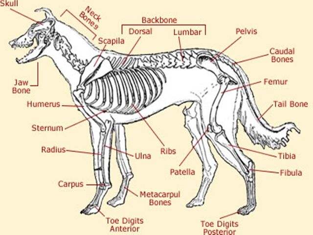 File:Anatomy of Wolf.jpg