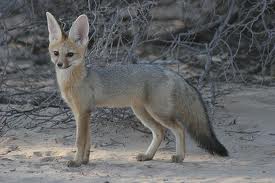 Pale Fox