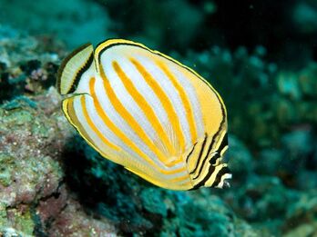 Butterflyfish
