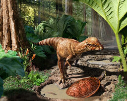 Acrotholus