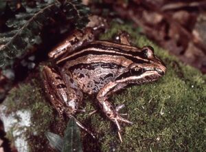 Brown Striped Frog