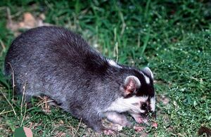 Burmese Ferret-Badger