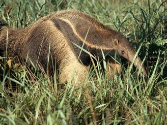 Giant Anteater