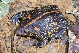 Mexican Burrowing Toad