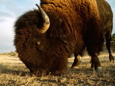 American Bison