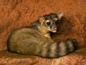 Cacomistle