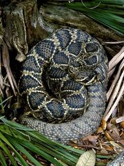 Eastern Diamondback Rattlesnake