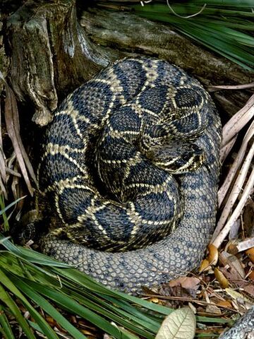 File:Eastern Diamondback Rattlesnake.jpg
