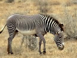 Zebra