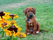 Domestic Dog