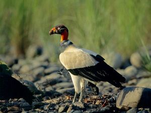 King Vulture