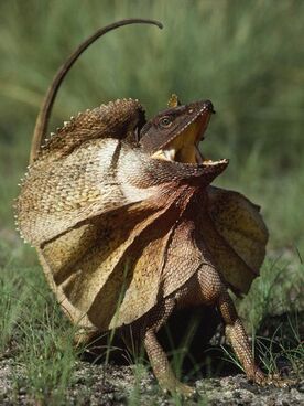 Frilled Lizard