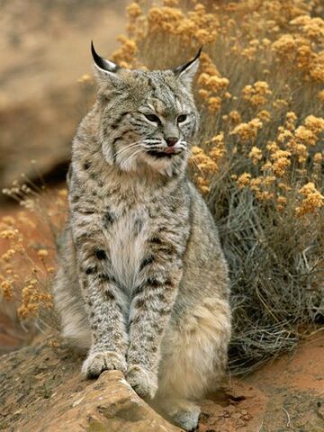 File:Bobcat.jpg