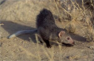 Black-Footed Mongoose