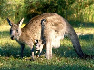 Eastern Gray Kangaroo