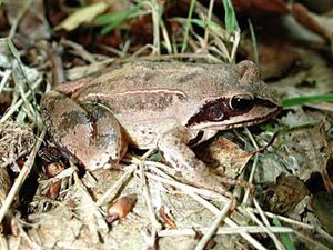 Agile Frog