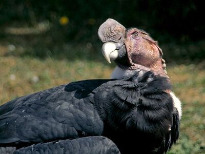 Andean Condor