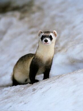 Black-Footed Ferret