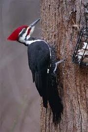 Ivory-Billed Woodpecker