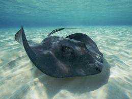 Stingray