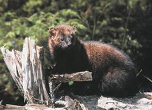 Fisher