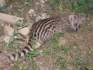 Small Indian Civet
