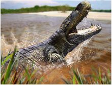 Purussaurus
