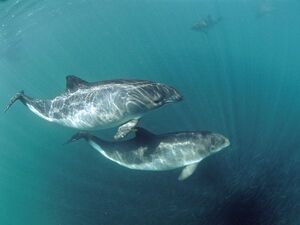 Harbor Porpoise