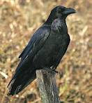 Raven