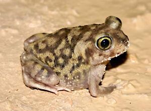 Couch's Spadefoot Toad