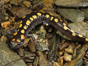 Spotted Salamander