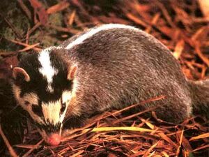Everett's Ferret-Badger