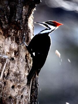 Pileated Woodpecker