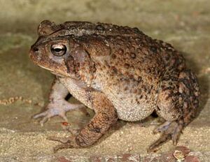 American Toad