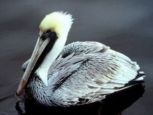 Brown Pelican