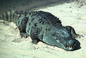 Mugger Crocodile