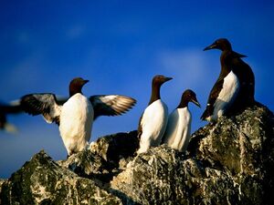 Thick-Billed Murre