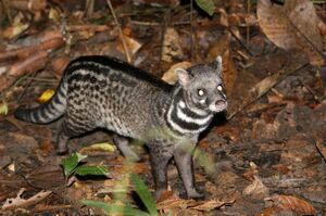 Large-Spotted Civet
