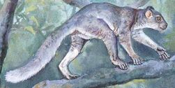 Adapis