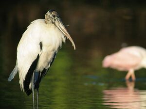 Wood Stork