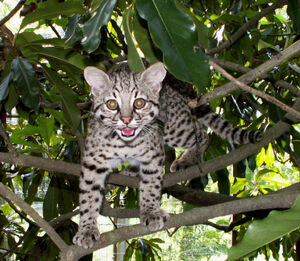 Geoffroy's Cat